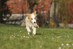 Border Collie Puppy