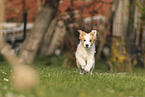 Border Collie Puppy