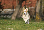 Border Collie Puppy