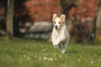 Border Collie Puppy