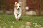 Border Collie Puppy