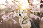 Mongrel
