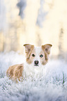 Border Collie in winter