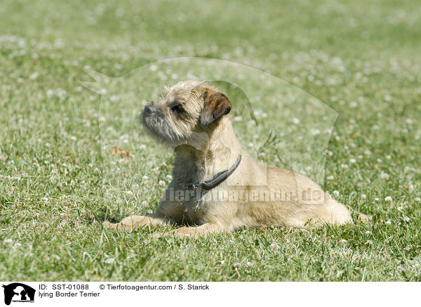 liegender Border Terrier / lying Border Terrier / SST-01088