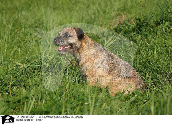 sitzender Border Terrier / sitting Border Terrier / AB-01854