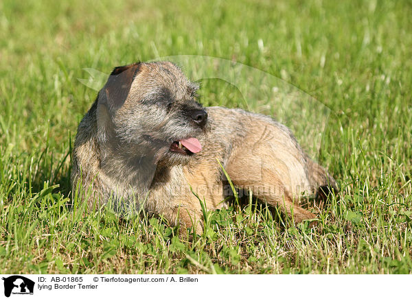 liegender Border Terrier / lying Border Terrier / AB-01865