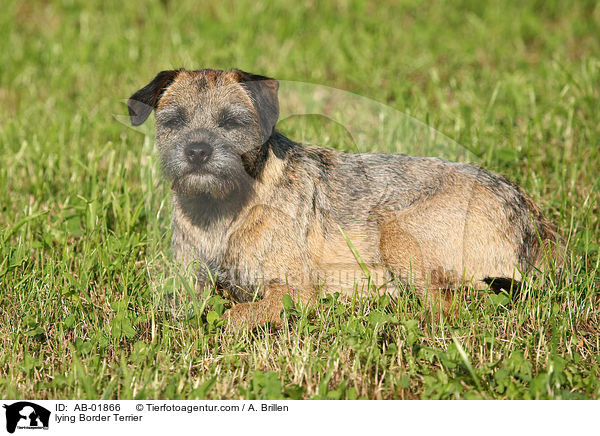 liegender Border Terrier / lying Border Terrier / AB-01866