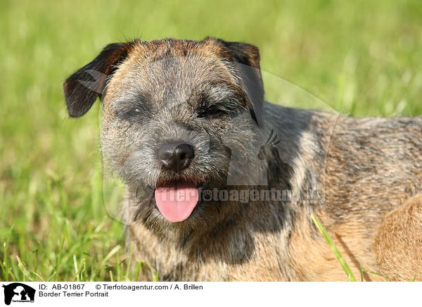 Border Terrier Portrait / Border Terrier Portrait / AB-01867