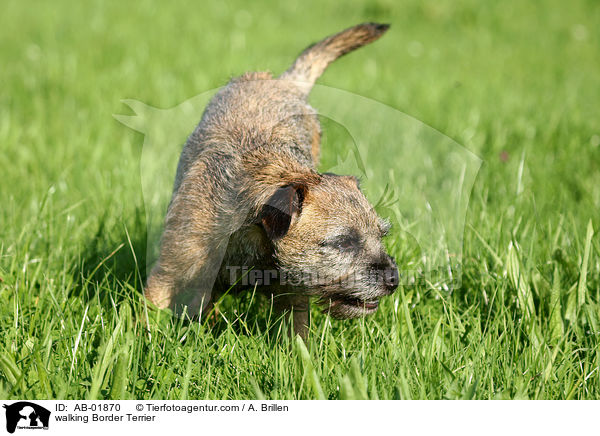 laufender Border Terrier / walking Border Terrier / AB-01870