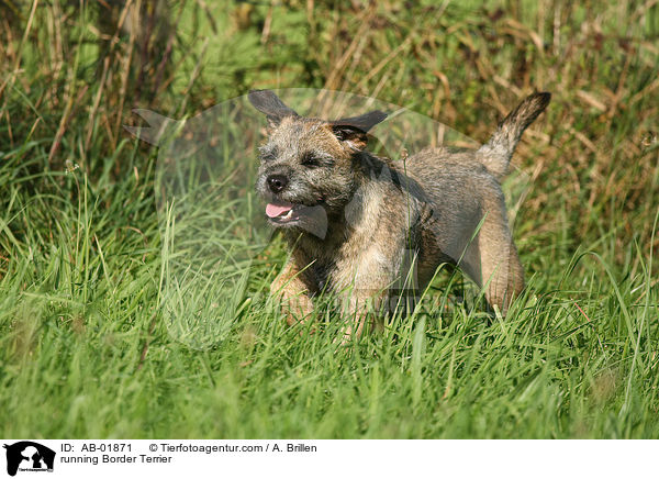rennender Border Terrier / running Border Terrier / AB-01871