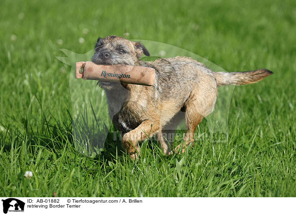 apportierender Border Terrier / retrieving Border Terrier / AB-01882