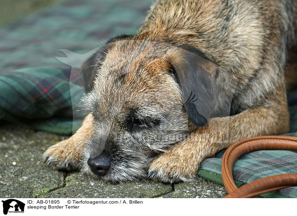 schlafender Border Terrier / sleeping Border Terrier / AB-01895
