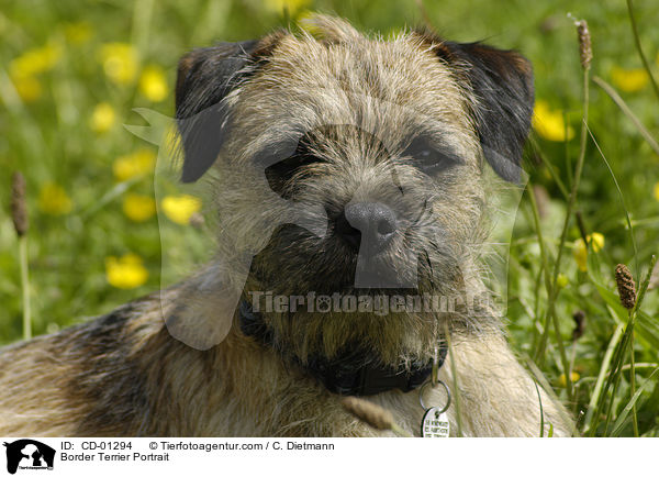 Border Terrier Portrait / Border Terrier Portrait / CD-01294