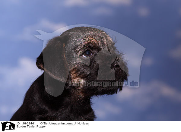 Border Terrier Welpe / Border Terrier Puppy / JH-08441