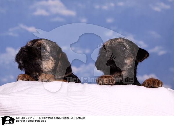 Border Terrier Welpen / Border Terrier Puppies / JH-08443