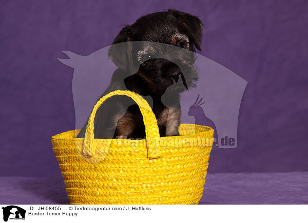 Border Terrier Welpe / Border Terrier Puppy / JH-08455