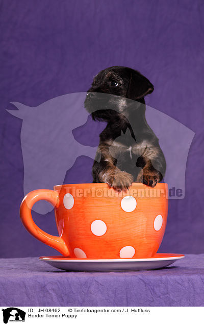 Border Terrier Welpe / Border Terrier Puppy / JH-08462