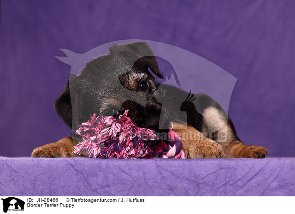 Border Terrier Welpe / Border Terrier Puppy / JH-08466