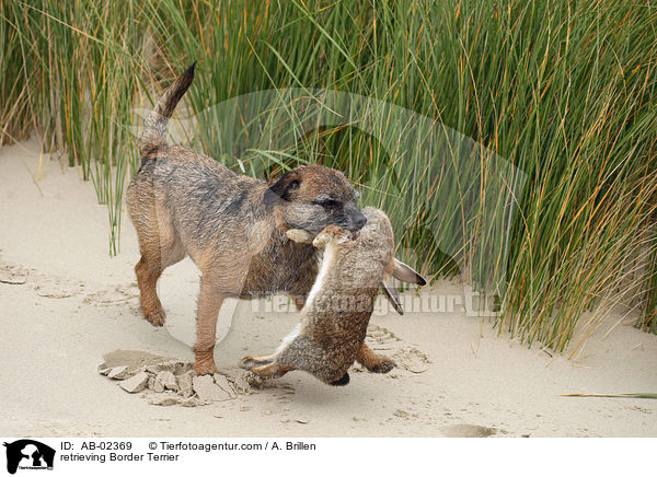 Border Terrier apportiert / retrieving Border Terrier / AB-02369