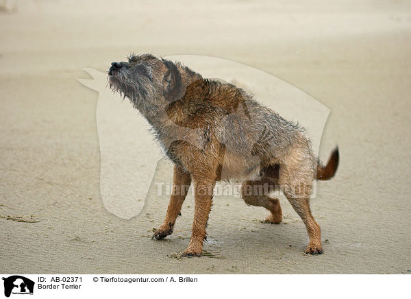 Border Terrier / Border Terrier / AB-02371
