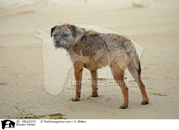 Border Terrier / Border Terrier / AB-02372