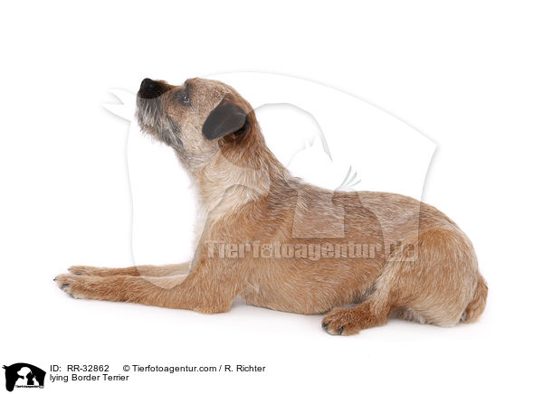 liegender Border Terrier / lying Border Terrier / RR-32862