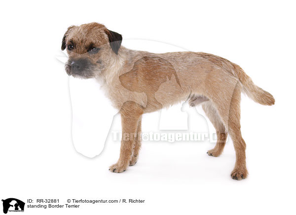 stehender Border Terrier / standing Border Terrier / RR-32881