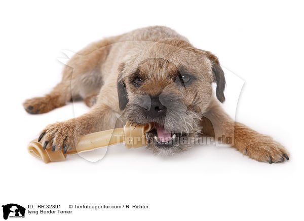 liegender Border Terrier / lying Border Terrier / RR-32891