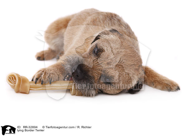liegender Border Terrier / lying Border Terrier / RR-32894