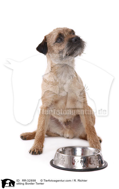 sitzender Border Terrier / sitting Border Terrier / RR-32898