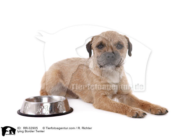 liegender Border Terrier / lying Border Terrier / RR-32905