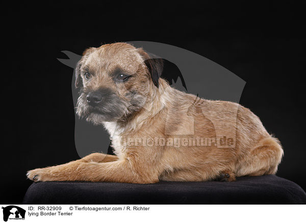 lying Border Terrier / RR-32909