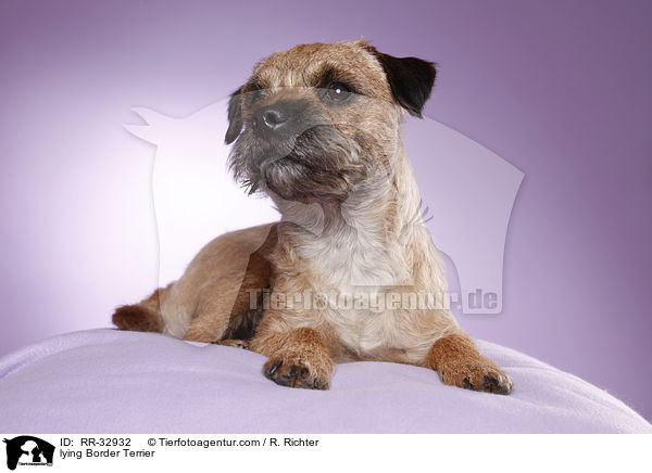 liegender Border Terrier / lying Border Terrier / RR-32932