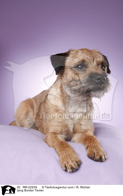 liegender Border Terrier / lying Border Terrier / RR-32936