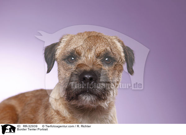 Border Terrier Portrait / Border Terrier Portrait / RR-32939