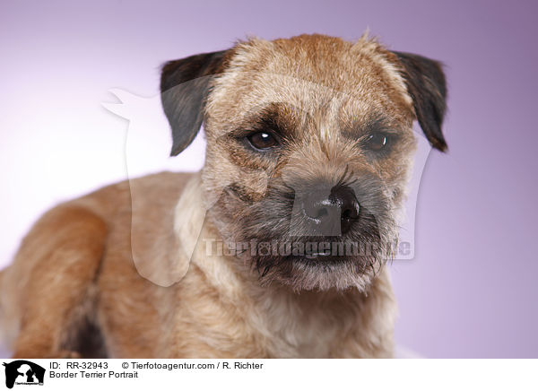 Border Terrier Portrait / Border Terrier Portrait / RR-32943