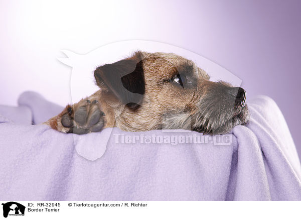 Border Terrier / Border Terrier / RR-32945