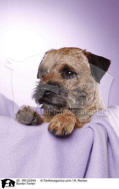 Border Terrier / Border Terrier / RR-32949