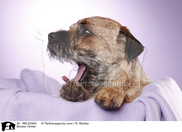 Border Terrier / Border Terrier / RR-32950