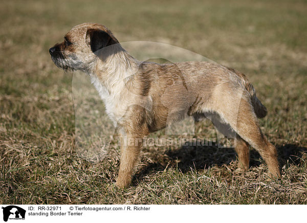 standing Border Terrier / RR-32971