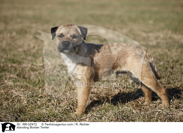 standing Border Terrier / RR-32972