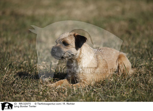 lying Border Terrier / RR-32975