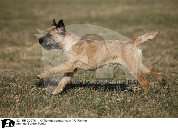 running Border Terrier / RR-32978