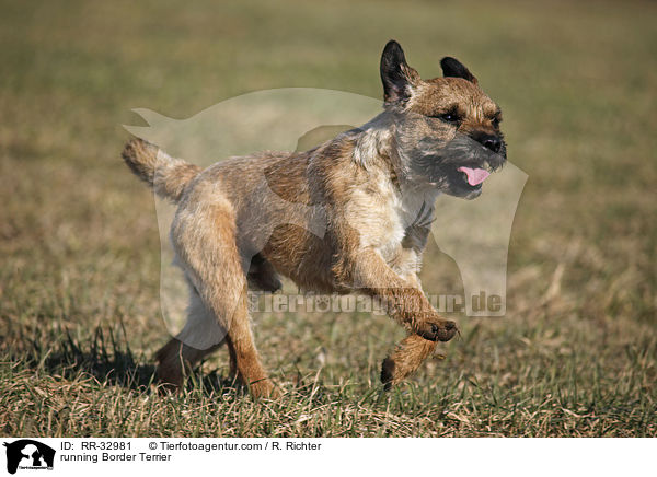 running Border Terrier / RR-32981