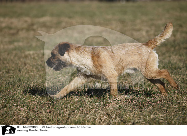 running Border Terrier / RR-32983