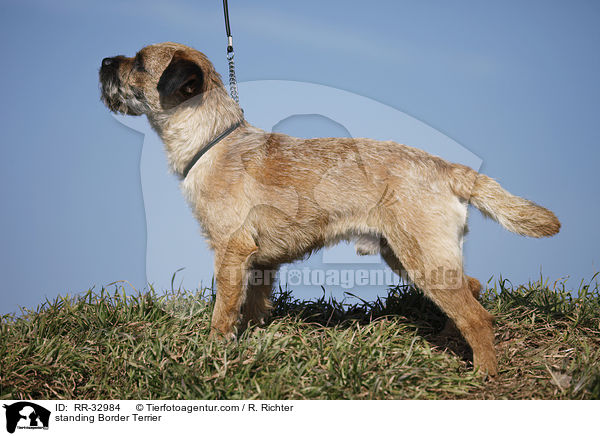 standing Border Terrier / RR-32984