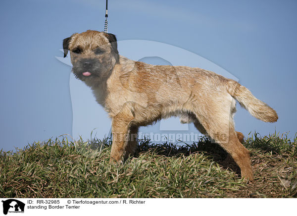 standing Border Terrier / RR-32985