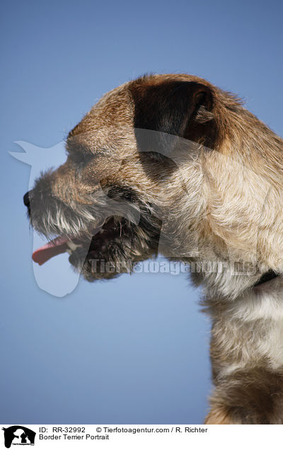 Border Terrier Portrait / RR-32992