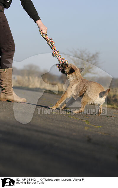 spielender Border Terrier / playing Border Terrier / AP-08142