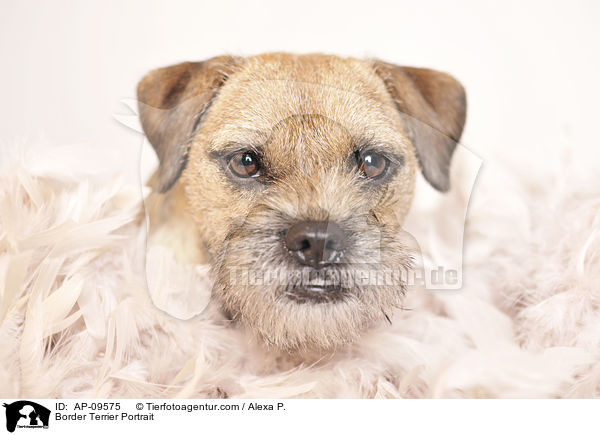 Border Terrier Portrait / Border Terrier Portrait / AP-09575